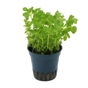 Südliches Fettblatt, Bacopa australis, im Topf Highlight